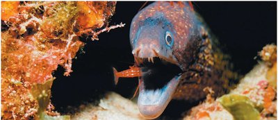 Predation: predator eating prey