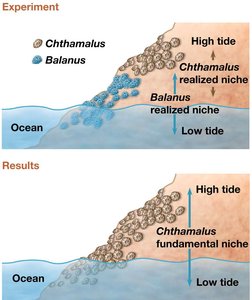 Fundamental vs. realized niche in barnacles