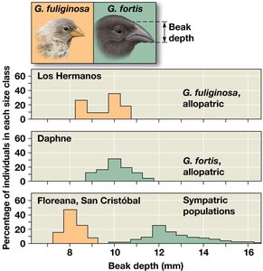 Character displacement in Darwin's finches