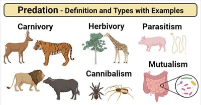 Types of predation and interspecific interactions