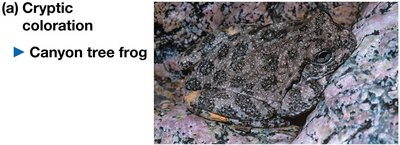 Cheetah chasing gazelle: predator-prey interaction