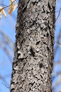 Cryptic coloration in canyon tree frog