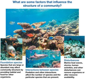 Factors influencing community structure: foundation species, interactions, disturbances
