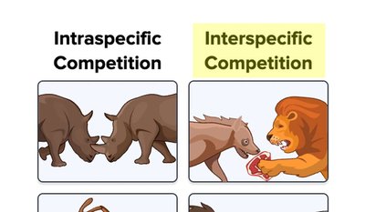 Intraspecific vs. interspecific competition