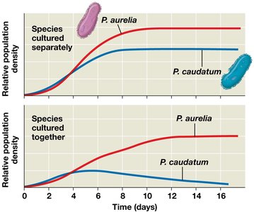 Competitive exclusion in Paramecium