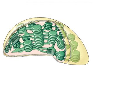 chloroplast structure diagram