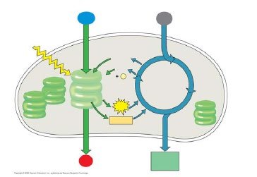 photosynthesis overview diagram