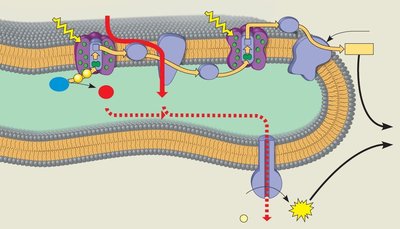 photosystem electron transport diagram