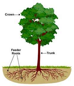 Capillary action and water movement in plants