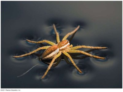 Surface tension allowing a spider to walk on water