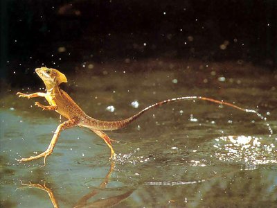 Surface tension allowing a lizard to run on water