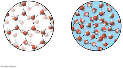 Stable hydrogen bonds in ice vs transient bonds in liquid water