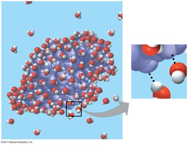 Water-soluble protein surrounded by water molecules