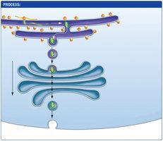 Secretory pathway: protein exits Golgi apparatus