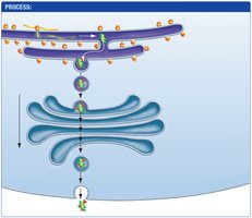 Secretory pathway: protein is secreted from cell