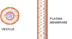Vesicle formation and fusion