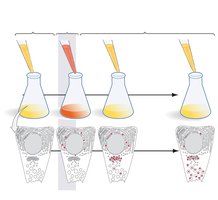 Tracking pulse-labeled proteins during chase