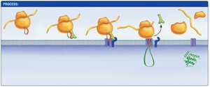 Signal sequence removed, protein synthesis completes