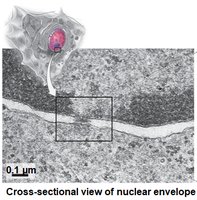Cross-sectional view of nuclear envelope