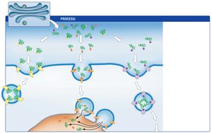 Protein sorting: binding to receptors in Golgi