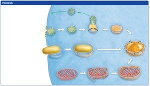 Recycling via the lysosome