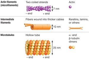 Types of cytoskeletal filaments