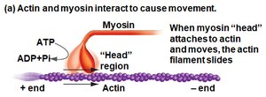 Actin and myosin interaction