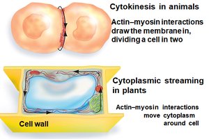 Cytokinesis and cytoplasmic streaming