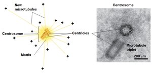 Centrosome and microtubule organization
