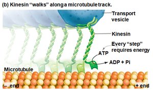 Kinesin walking along microtubule track