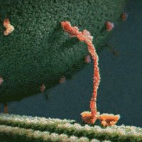 Kinesin motor protein