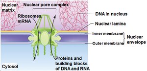 Nuclear pore complex and transport