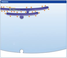 Secretory pathway: protein synthesis in ER