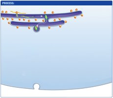 Secretory pathway: protein exits ER in vesicle