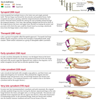 Evolution of jaw structure in synapsids and mammals