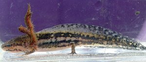Larval salamander with gills and tail fin