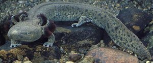 Adult salamander with retained larval features