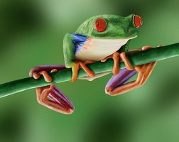 Long-legged frog adapted for climbing