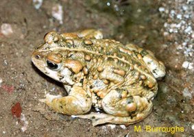 Short-legged frog adapted for hopping