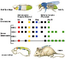 Hox gene expression in fly and mouse embryos
