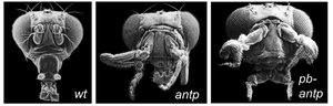 Abnormal fruit fly head due to Hox gene mutation