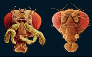 Abnormal fruit fly head due to Hox gene mutation