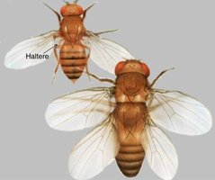 Abnormal fruit fly head due to Hox gene mutation