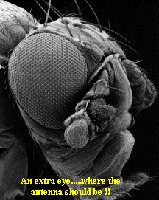 Abnormal fruit fly head due to Hox gene mutation