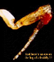 Abnormal fruit fly head due to Hox gene mutation