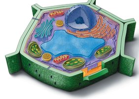 Structure of a eukaryotic cell