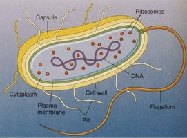 Structure of a prokaryotic cell