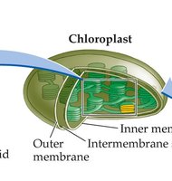 Structure of a chloroplast showing double membrane