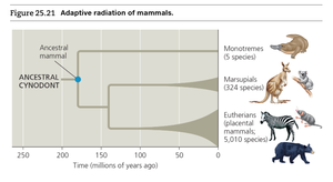 Adaptive radiation of mammals