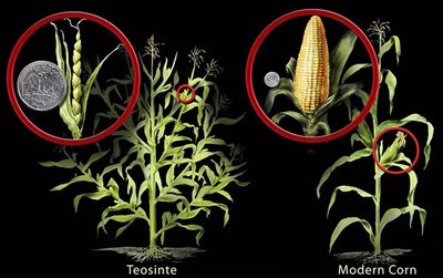 Comparison of teosinte and modern corn